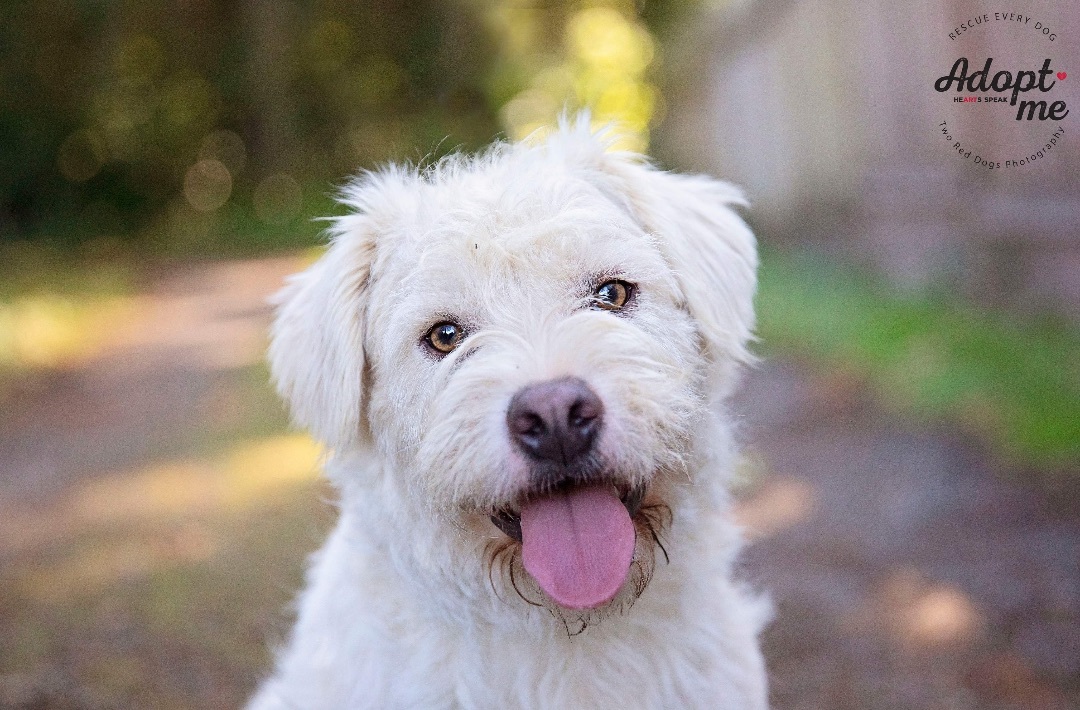 Butters, a Adoptable mixed breed in Seattle, WA image 2/5