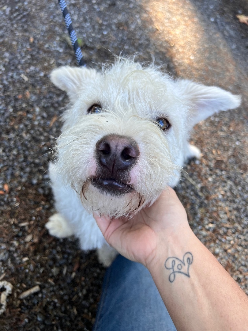Butters, a Adoptable mixed breed in Seattle, WA image 3/5