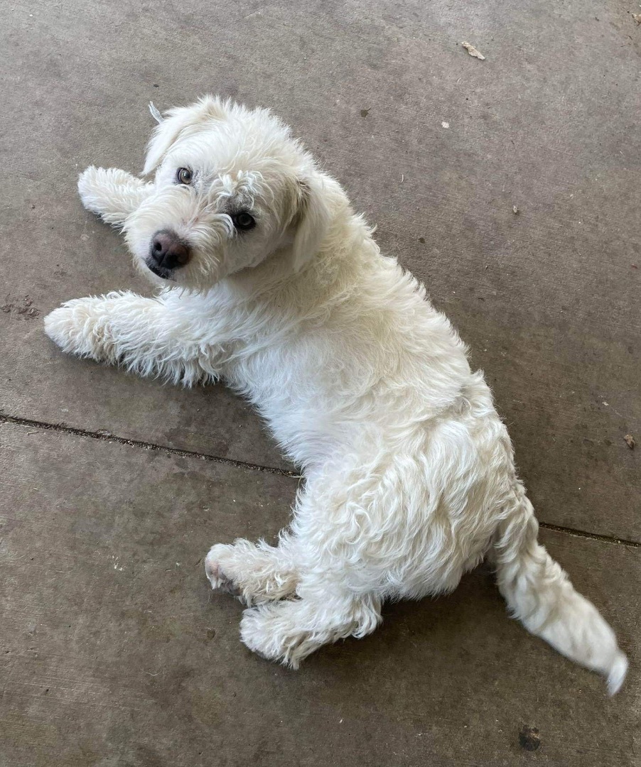 Butters, a Adoptable mixed breed in Seattle, WA image 4/5