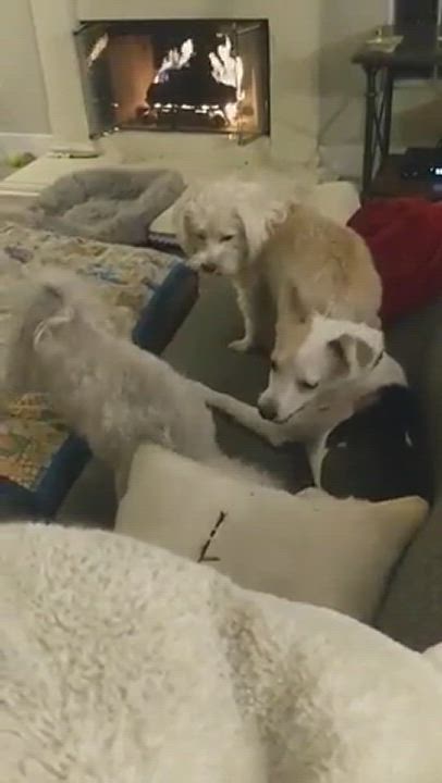 Enlarge Hayden Little, a Adopted mixed breed video 3/5