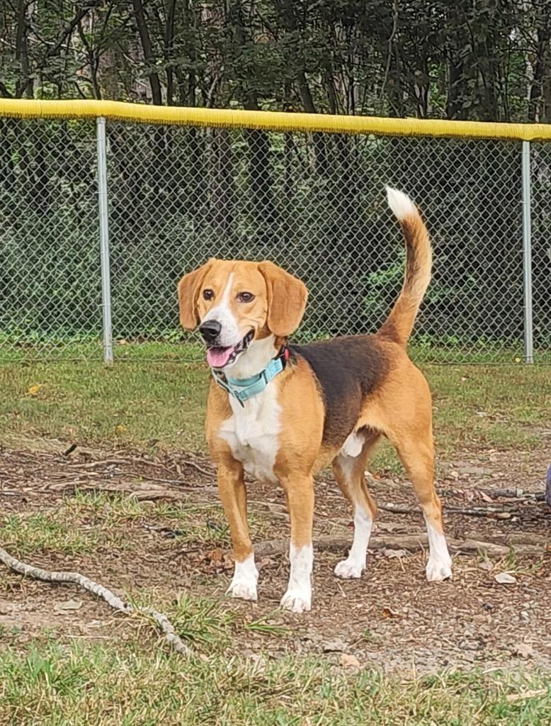 Bently, Adoptable, Adult Male Beagle & Hound.
