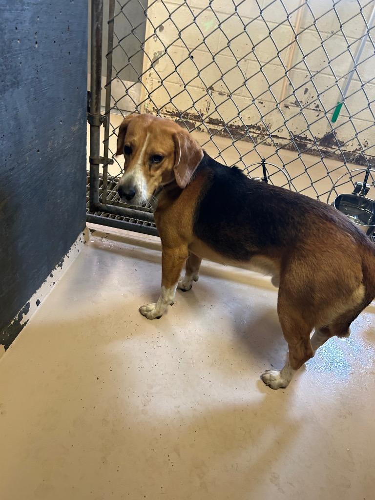 Enlarge Bently, a Adoptable mixed breed in Mineral, VA image 2/4