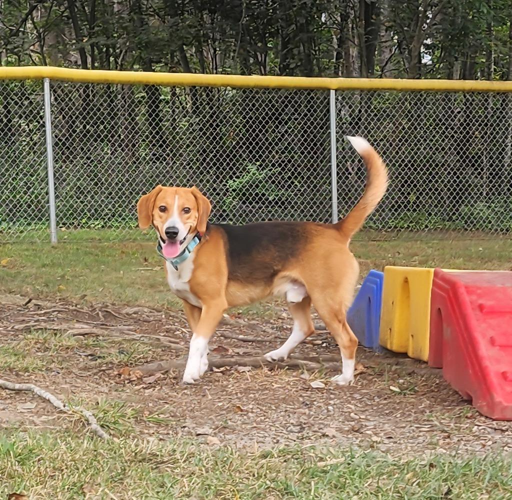 Enlarge Bently, a Adoptable mixed breed in Mineral, VA image 3/4