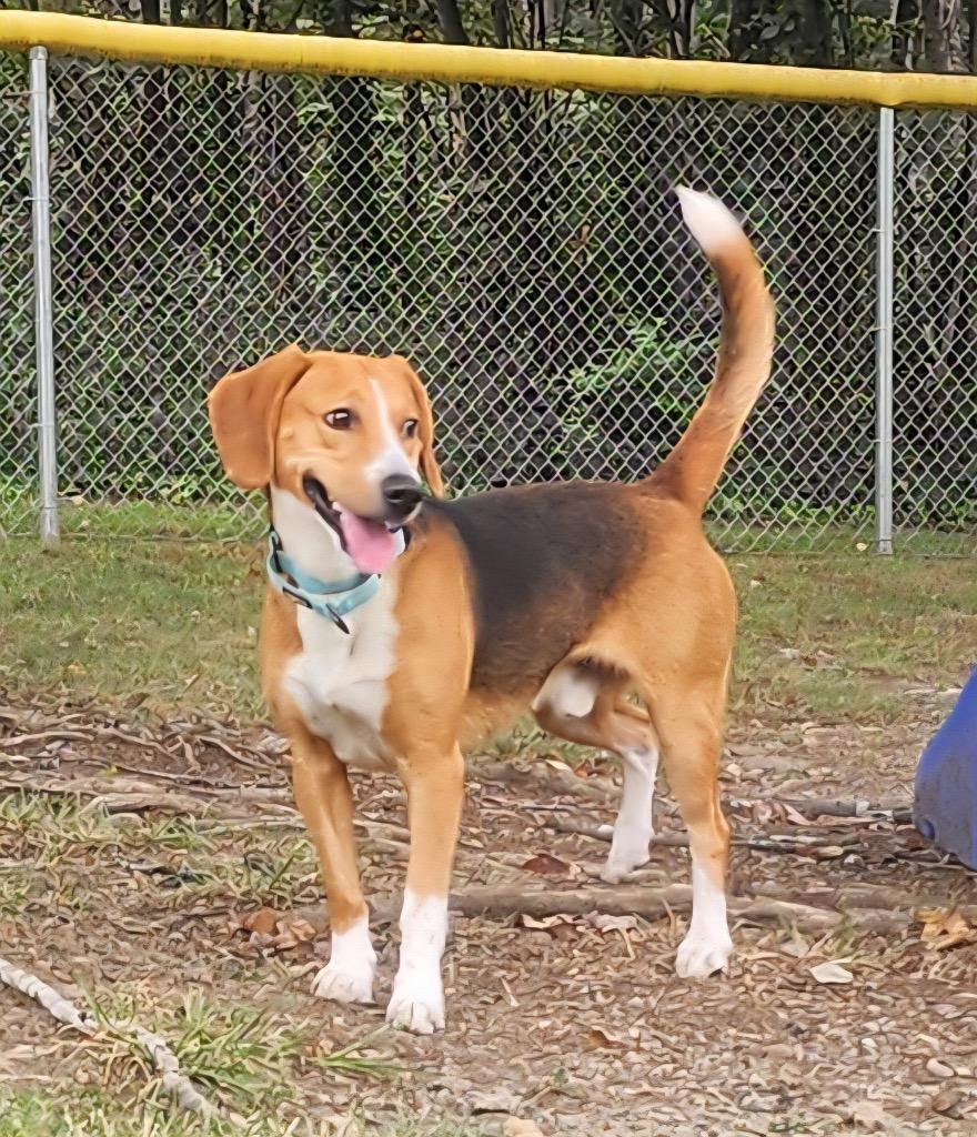 Enlarge Bently, a Adoptable mixed breed in Mineral, VA image 4/4