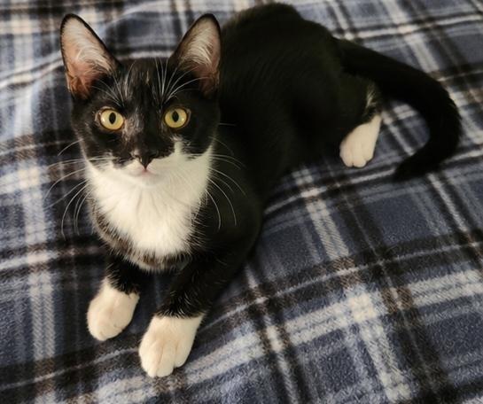 Poe, Adoptable, Kitten Male Domestic Short Hair.