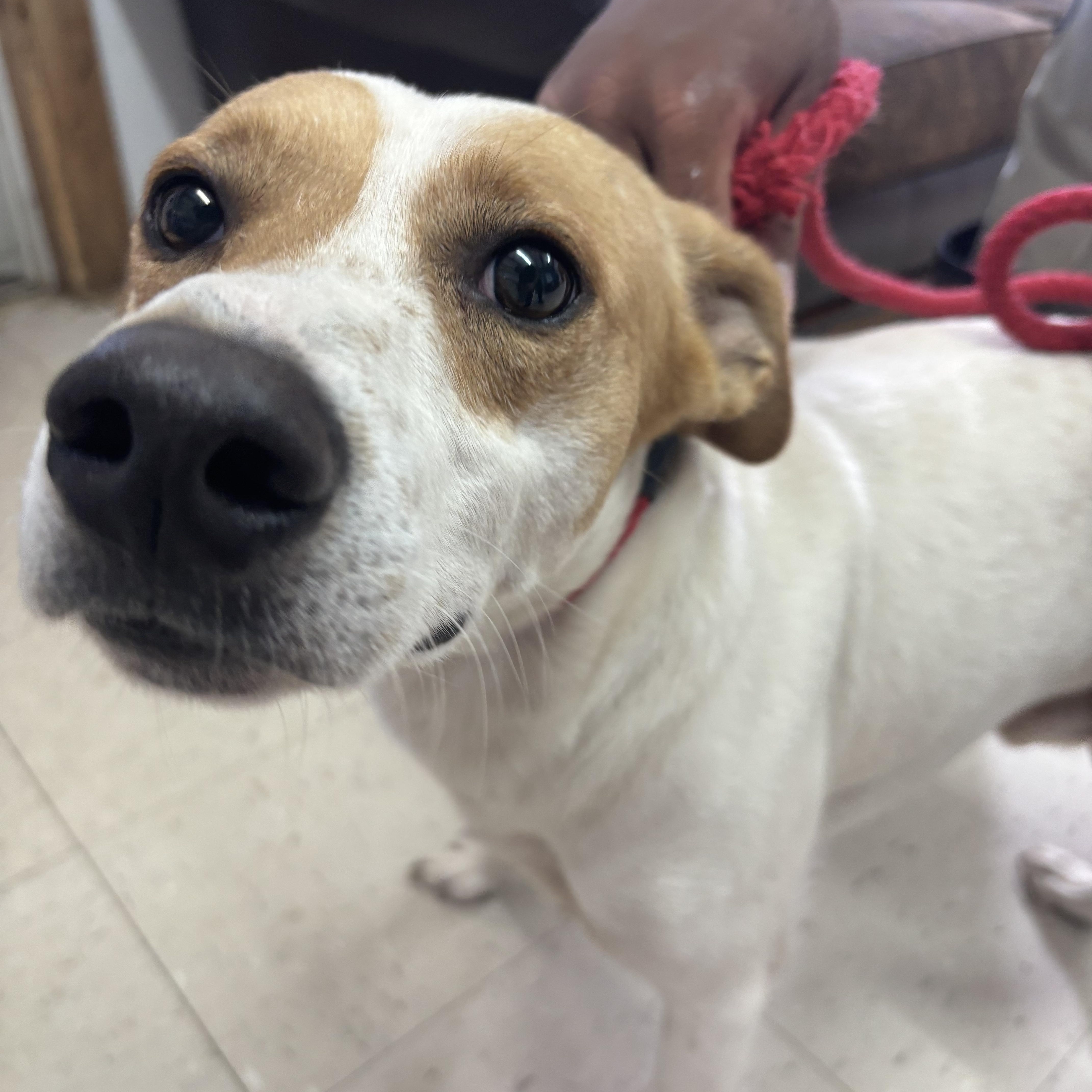 Happy, Adoptable, Young Male Greyhound.