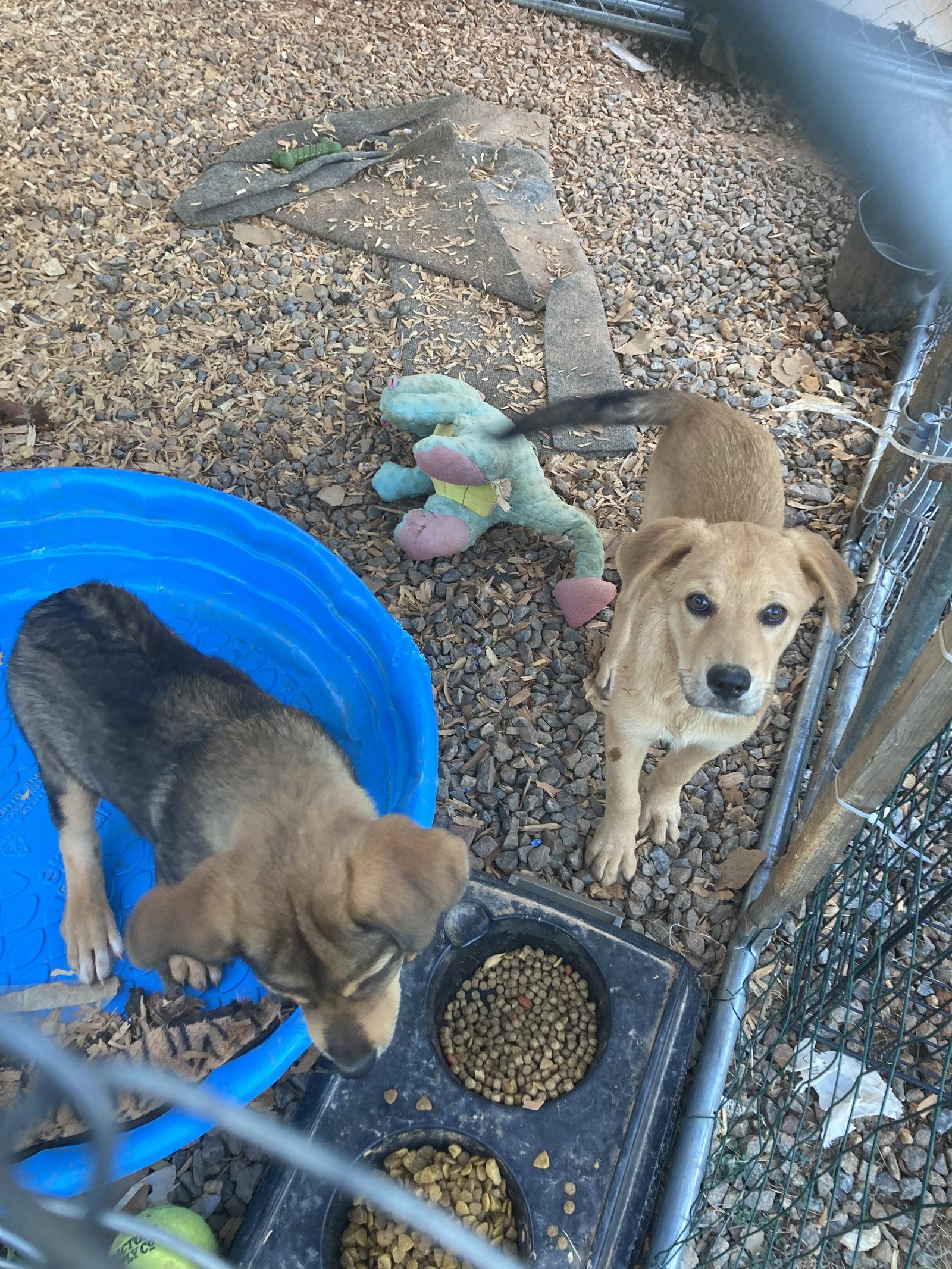 Enlarge Jill Yellow, a Adoptable mixed breed in Chatham, VA image 1/3