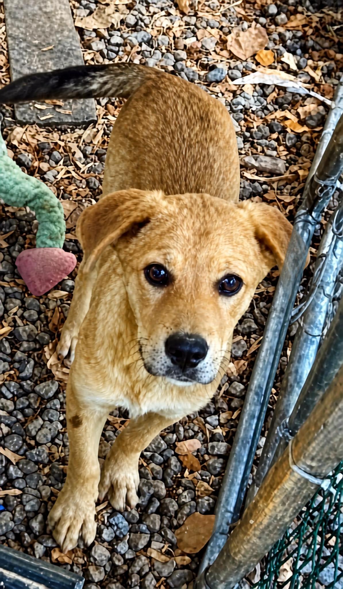 Enlarge Jill Yellow, a Adoptable mixed breed in Chatham, VA image 3/3