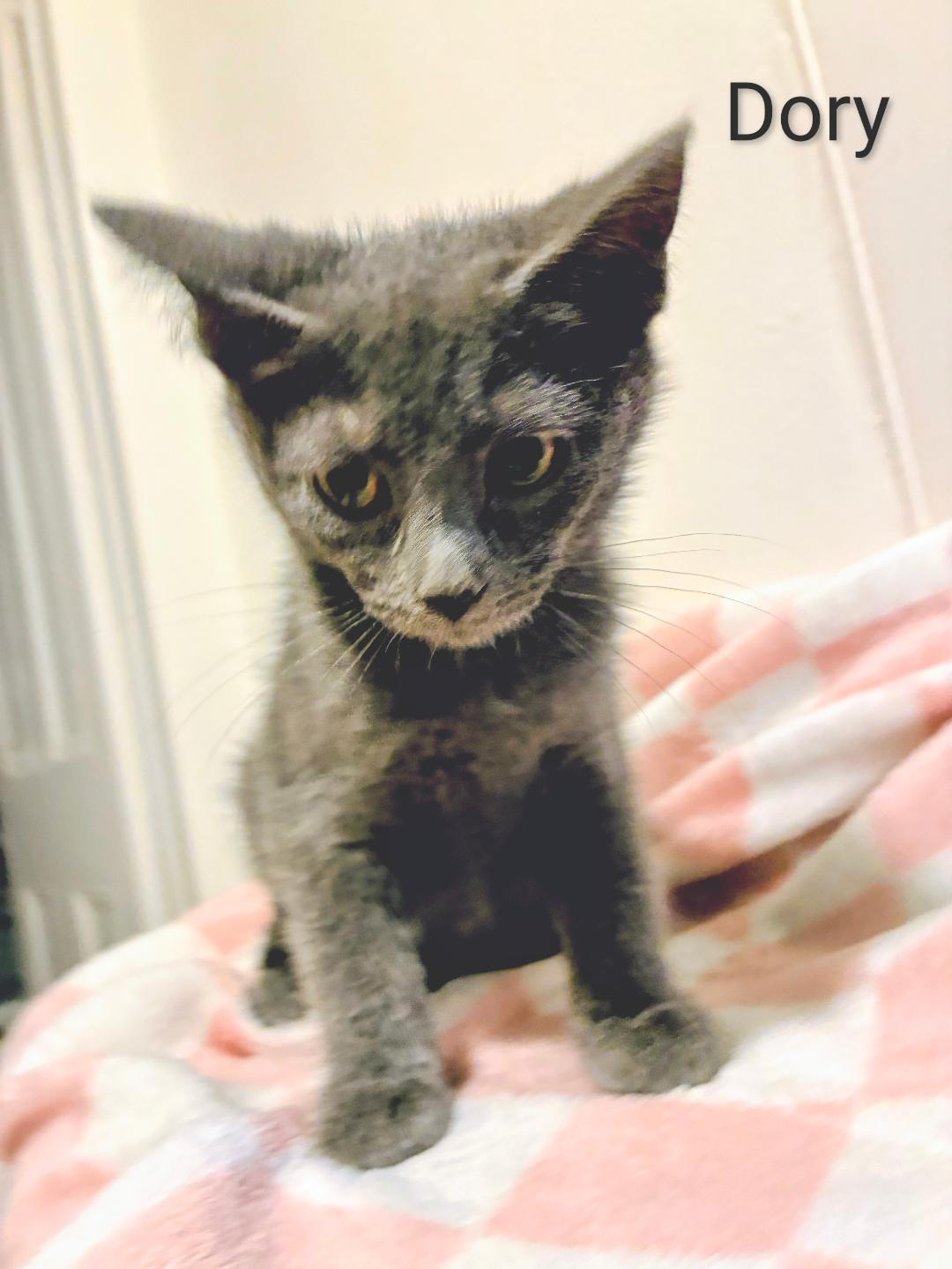 Enlarge Dory, a Adoptable Domestic Short Hair in Binghamton, NY image 2/3
