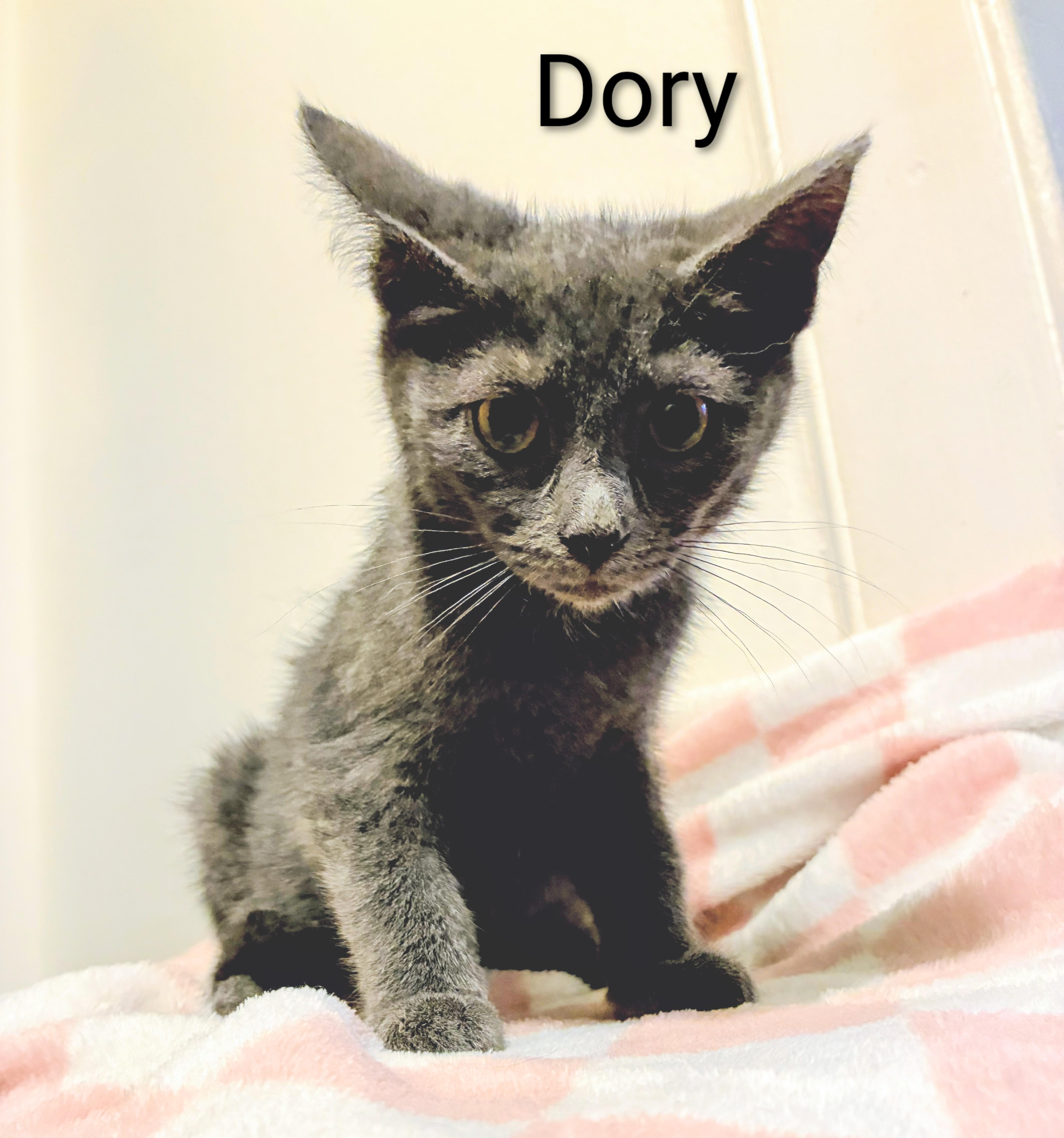 Enlarge Dory, a Adoptable Domestic Short Hair in Binghamton, NY image 3/3