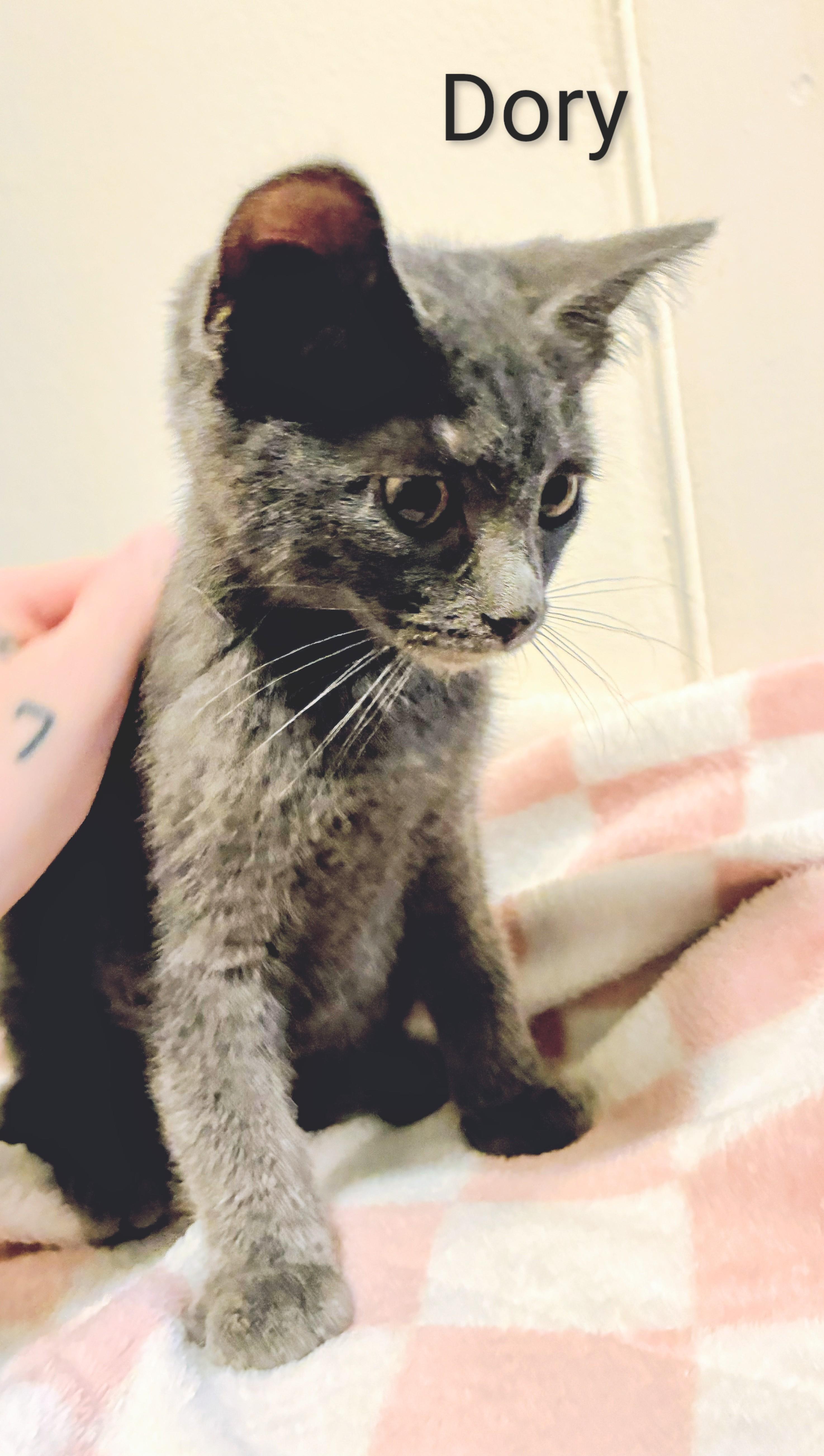 Dory, Adoptable, Kitten Female Domestic Short Hair.