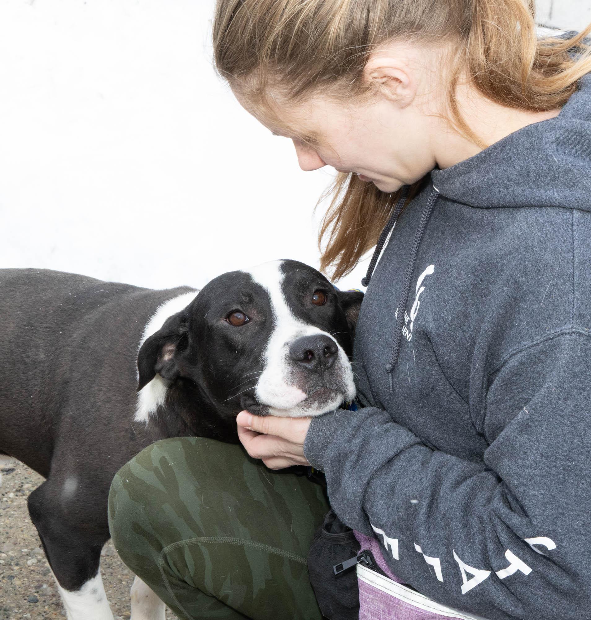 Enlarge Guinness, a ADOPTABLE Mixed Breed in Mount Pleasant, MI image 3/3