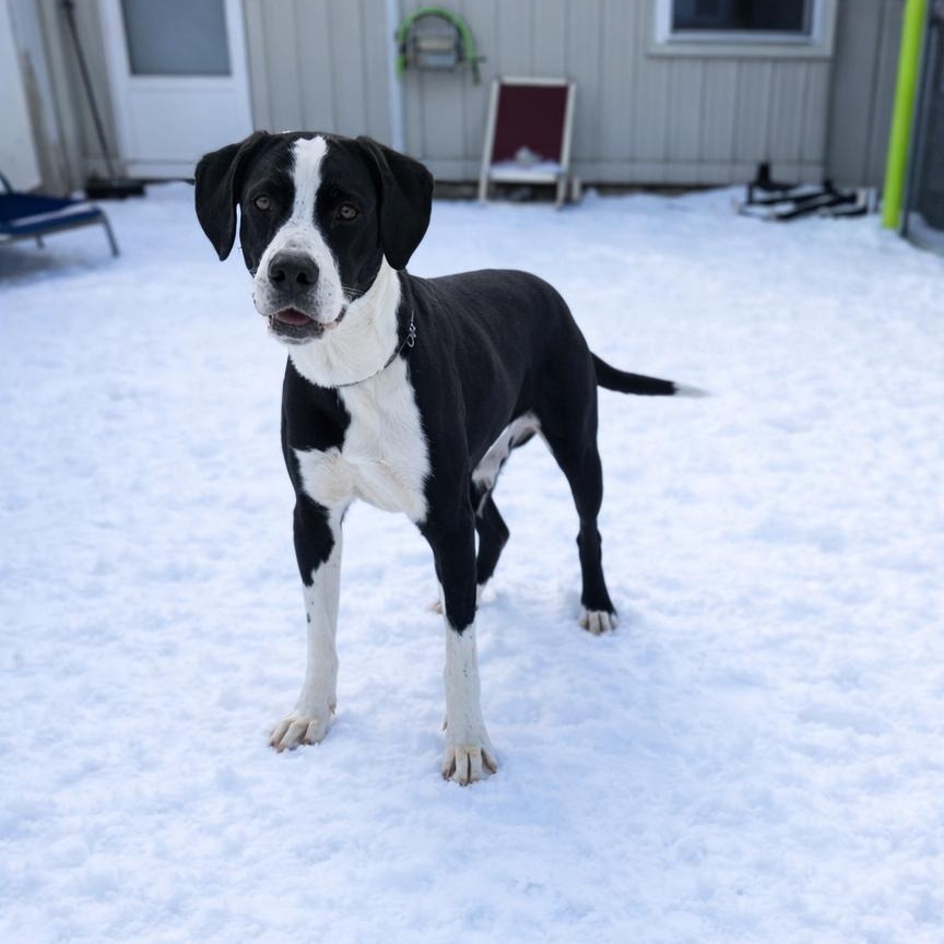 Enlarge Guinness, a ADOPTABLE Mixed Breed in Mount Pleasant, MI image 2/3