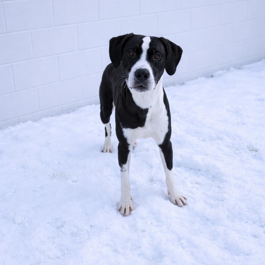 Enlarge Guinness, a ADOPTABLE Mixed Breed in Mount Pleasant, MI image 1/3