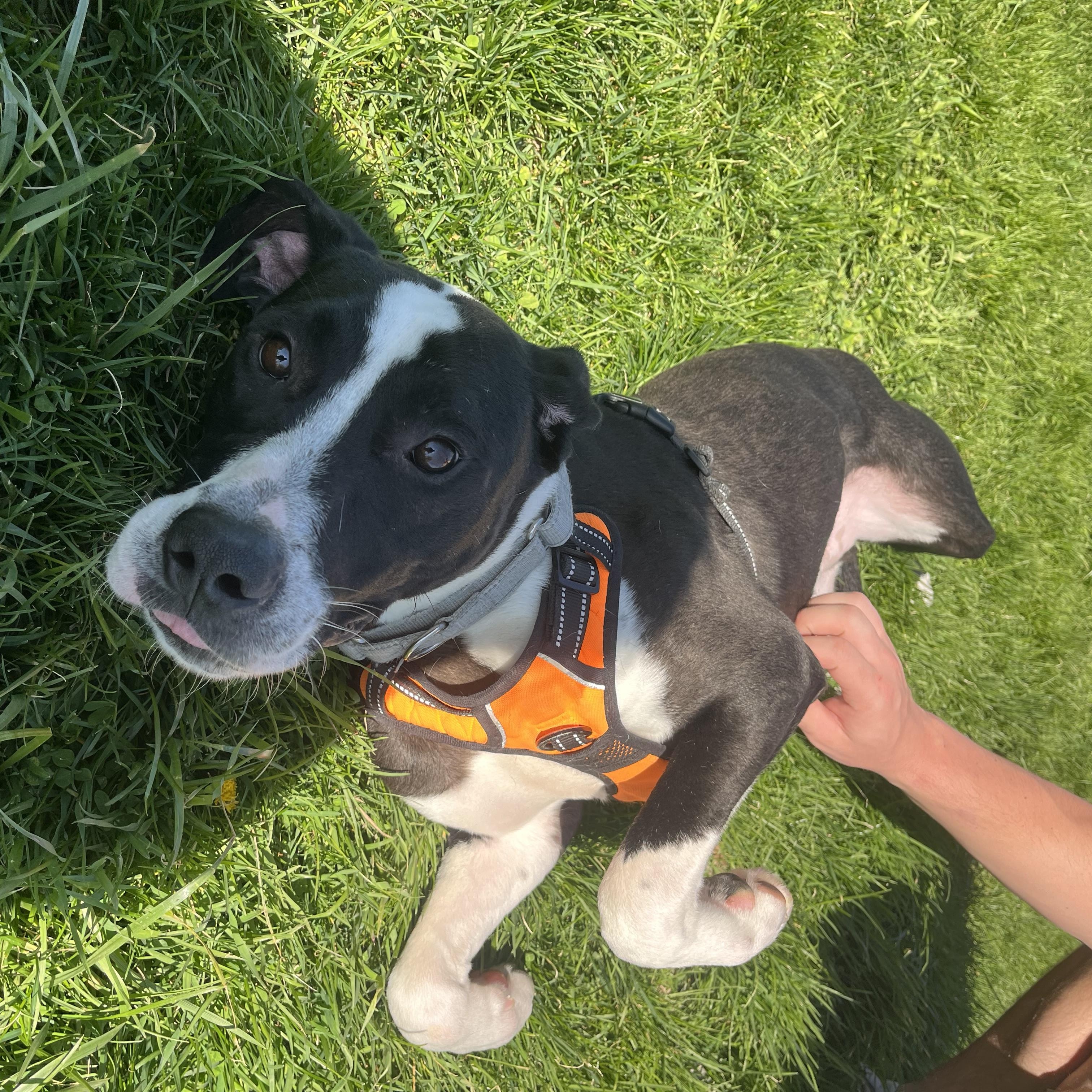 Guinness, ADOPTABLE, Young Male Mixed Breed.