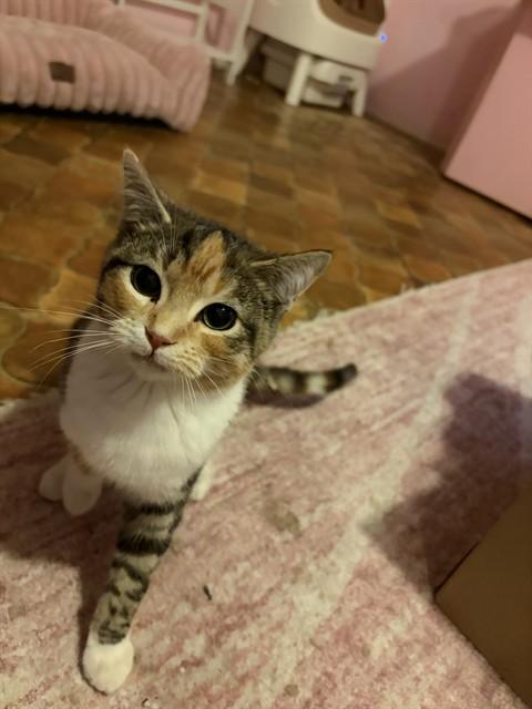 CARLY, Adoptable, Kitten Female Domestic Short Hair.