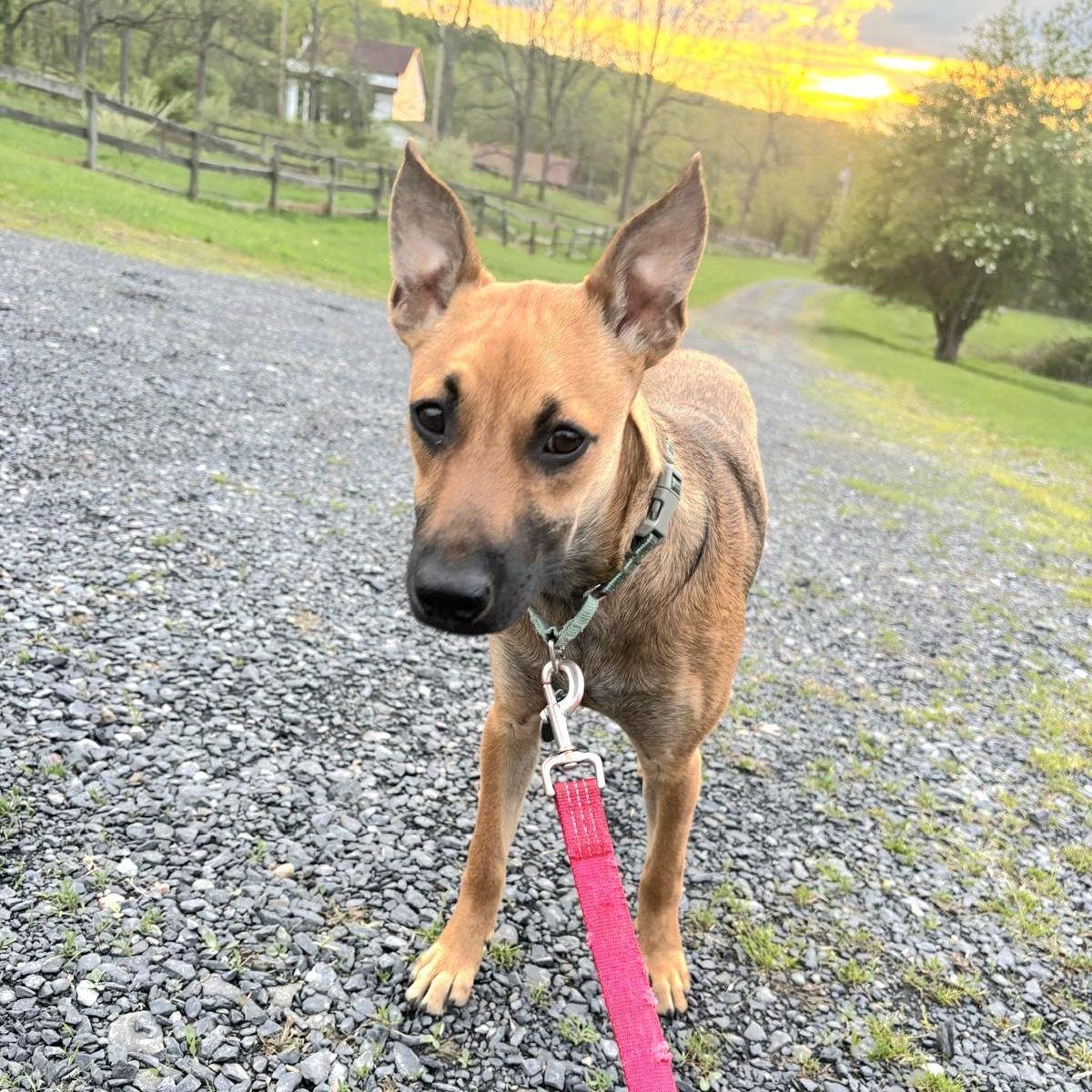 LUZ in New York to meet & greet!, a Adoptable mixed breed in New York, NY image 2/6