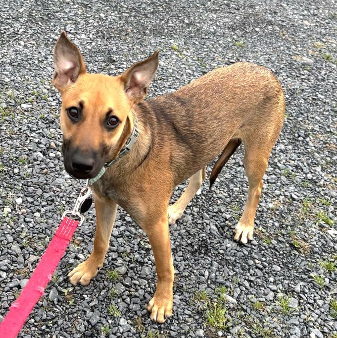 LUZ in New York to meet & greet!, a Adoptable mixed breed in New York, NY image 4/6