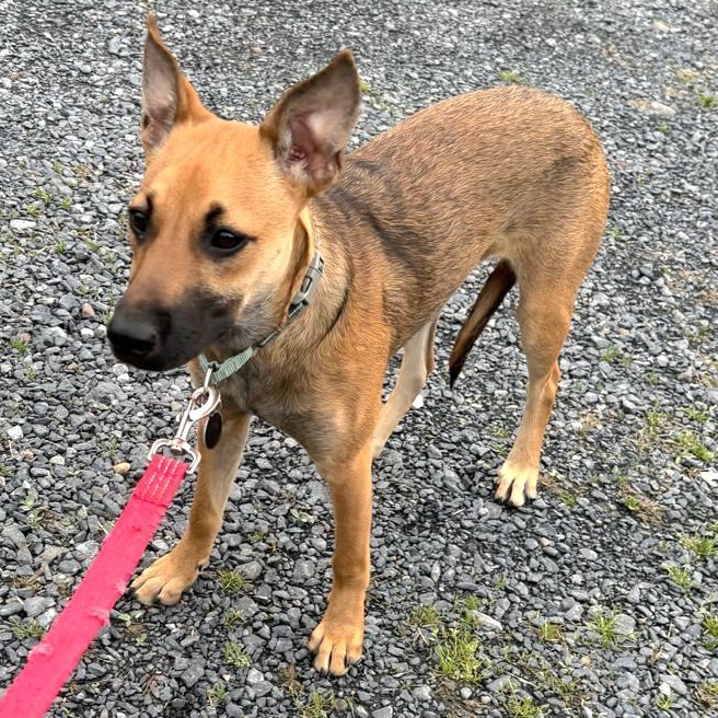 LUZ in New York to meet & greet!, a Adoptable mixed breed in New York, NY image 5/6