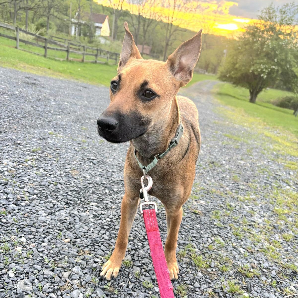 LUZ in New York to meet & greet!, a Adoptable mixed breed in New York, NY image 3/6