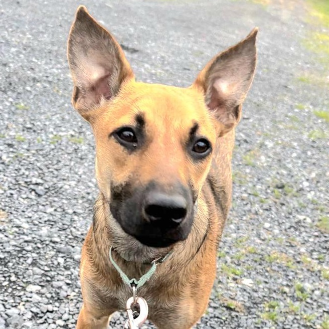 LUZ in New York to meet & greet!, a Adoptable mixed breed in New York, NY image 1/6