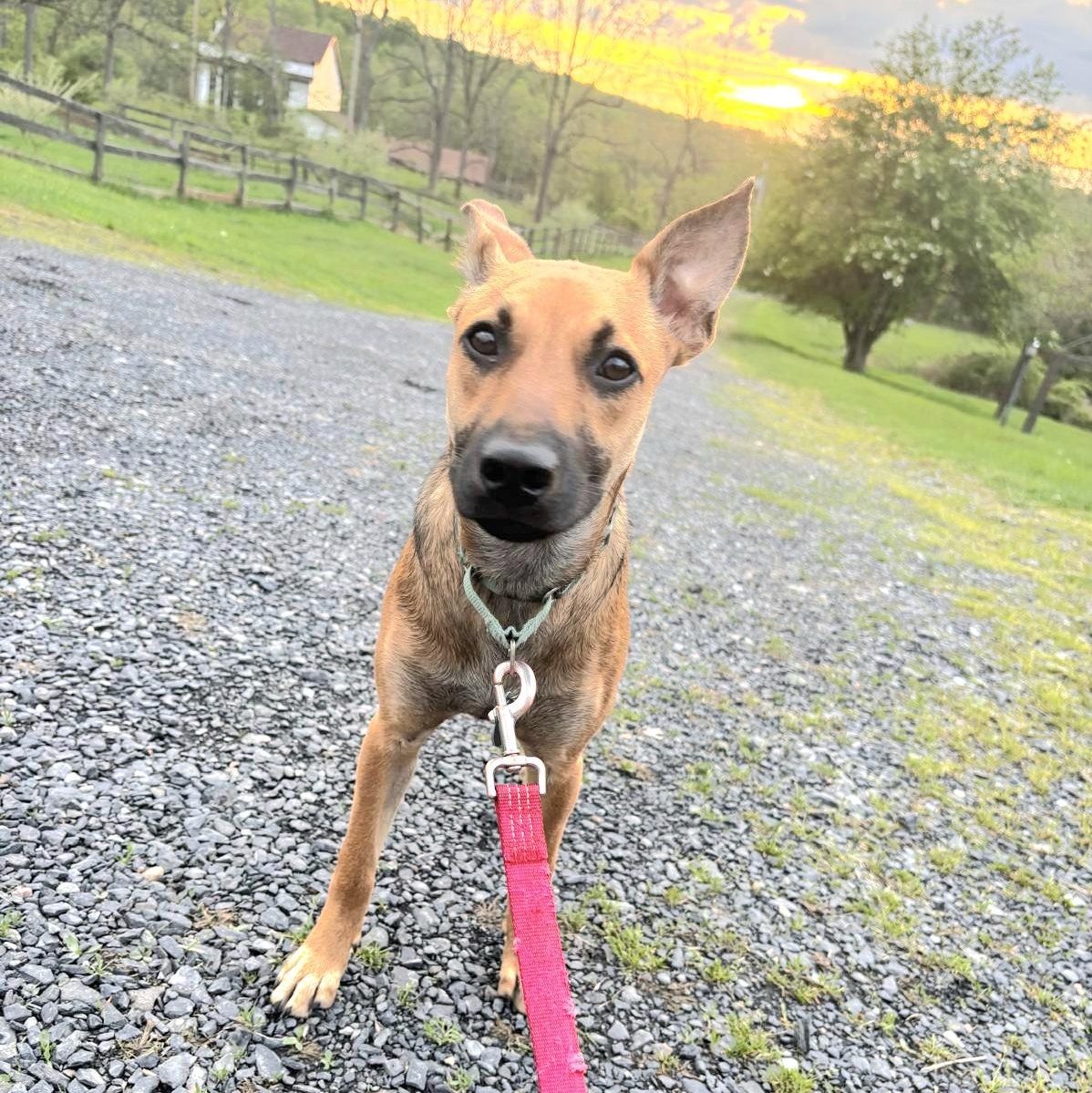 LUZ in New York to meet & greet!, a Adoptable mixed breed in New York, NY image 6/6