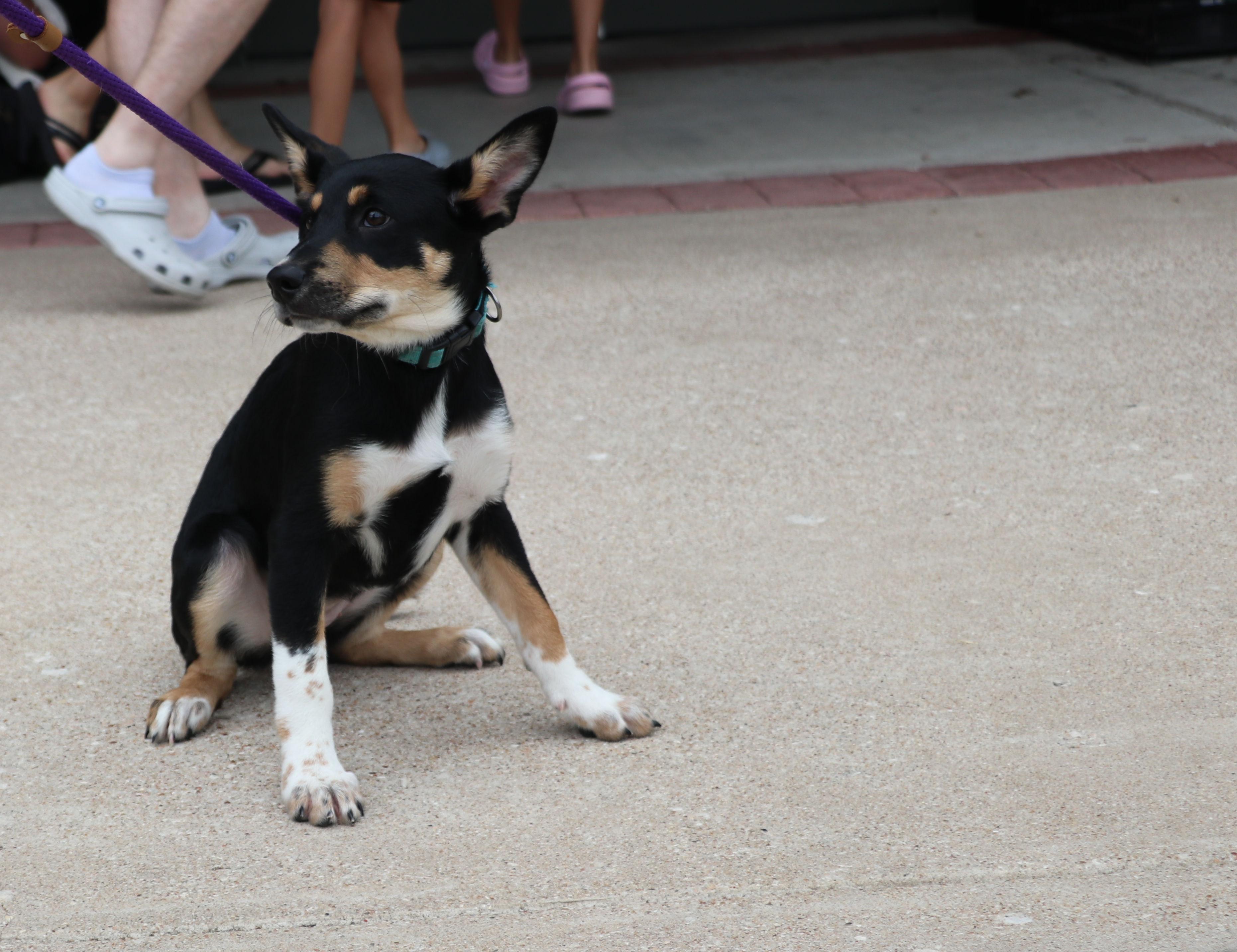 Enlarge Bliss, a Adopted mixed breed in Pflugerville, TX image 1/6