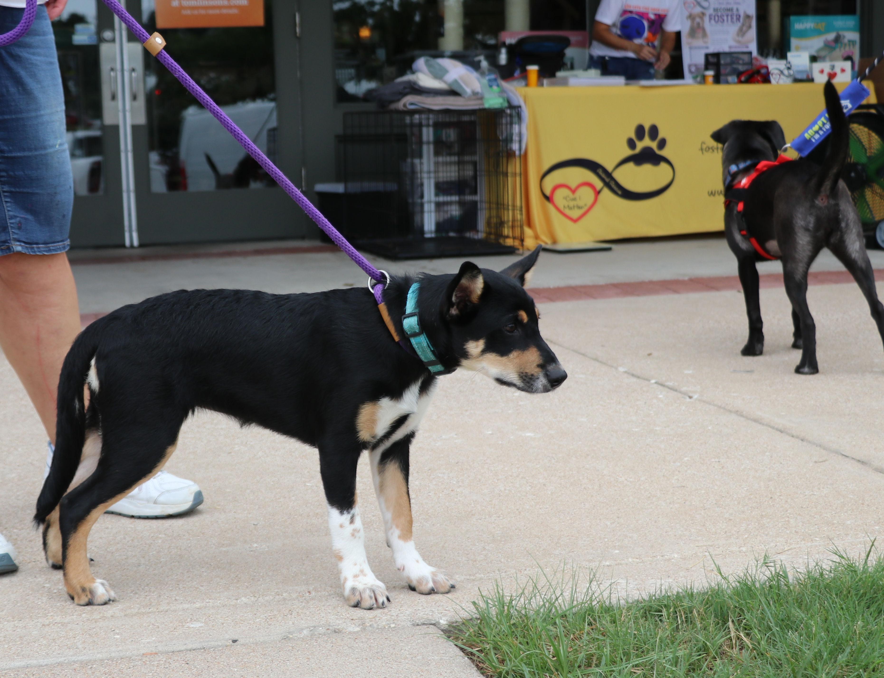 Enlarge Bliss, a Adopted mixed breed in Pflugerville, TX image 2/6
