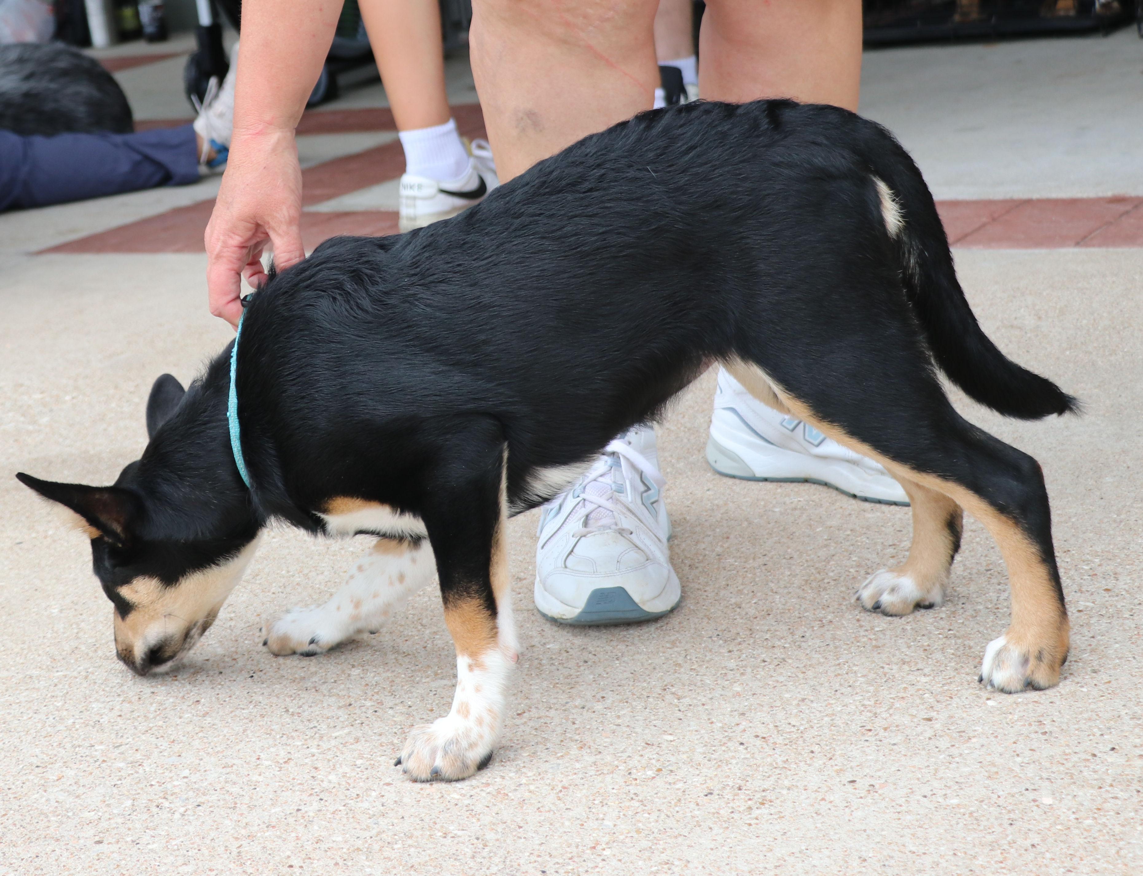 Enlarge Bliss, a Adopted mixed breed in Pflugerville, TX image 5/6