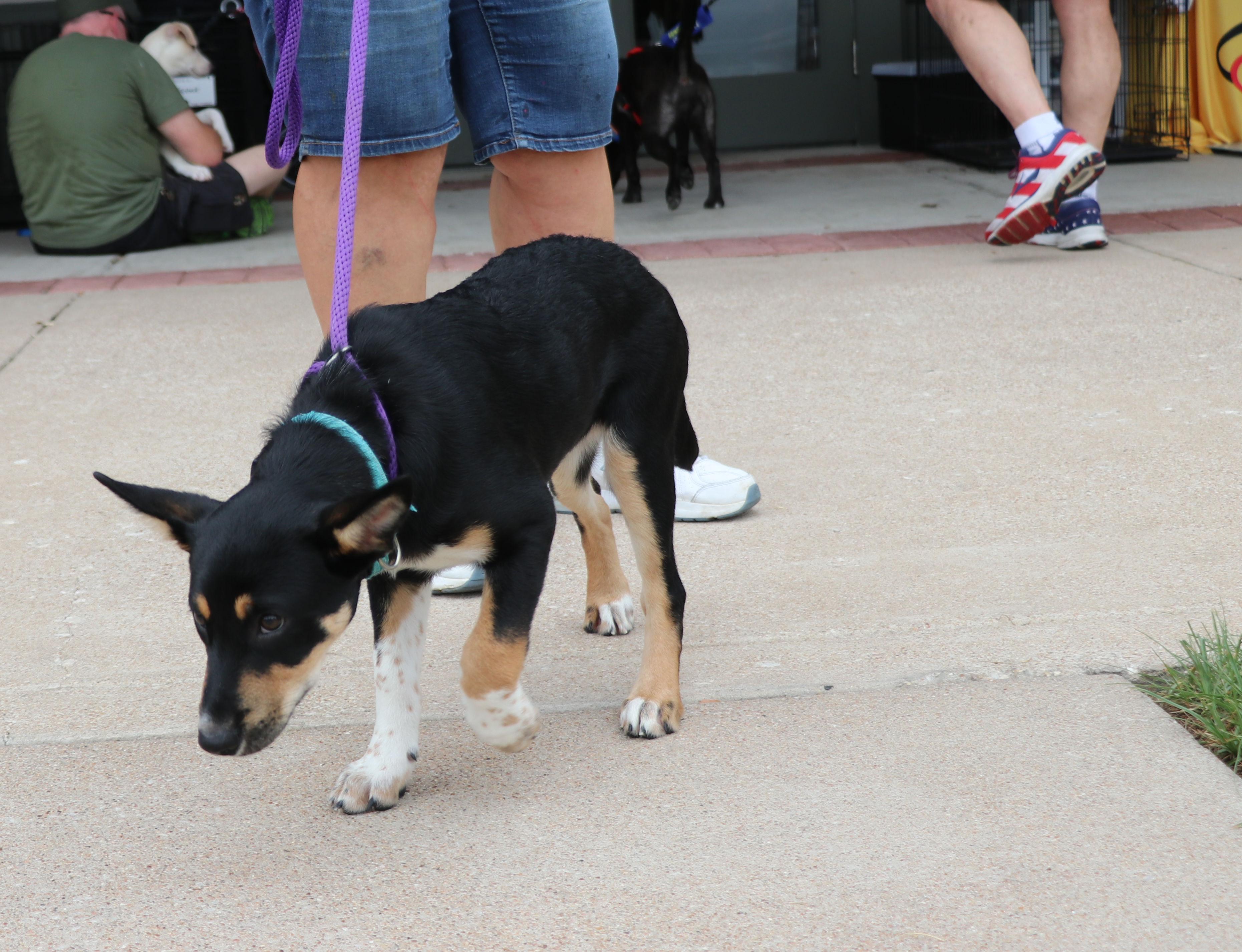 Enlarge Bliss, a Adopted mixed breed in Pflugerville, TX image 3/6
