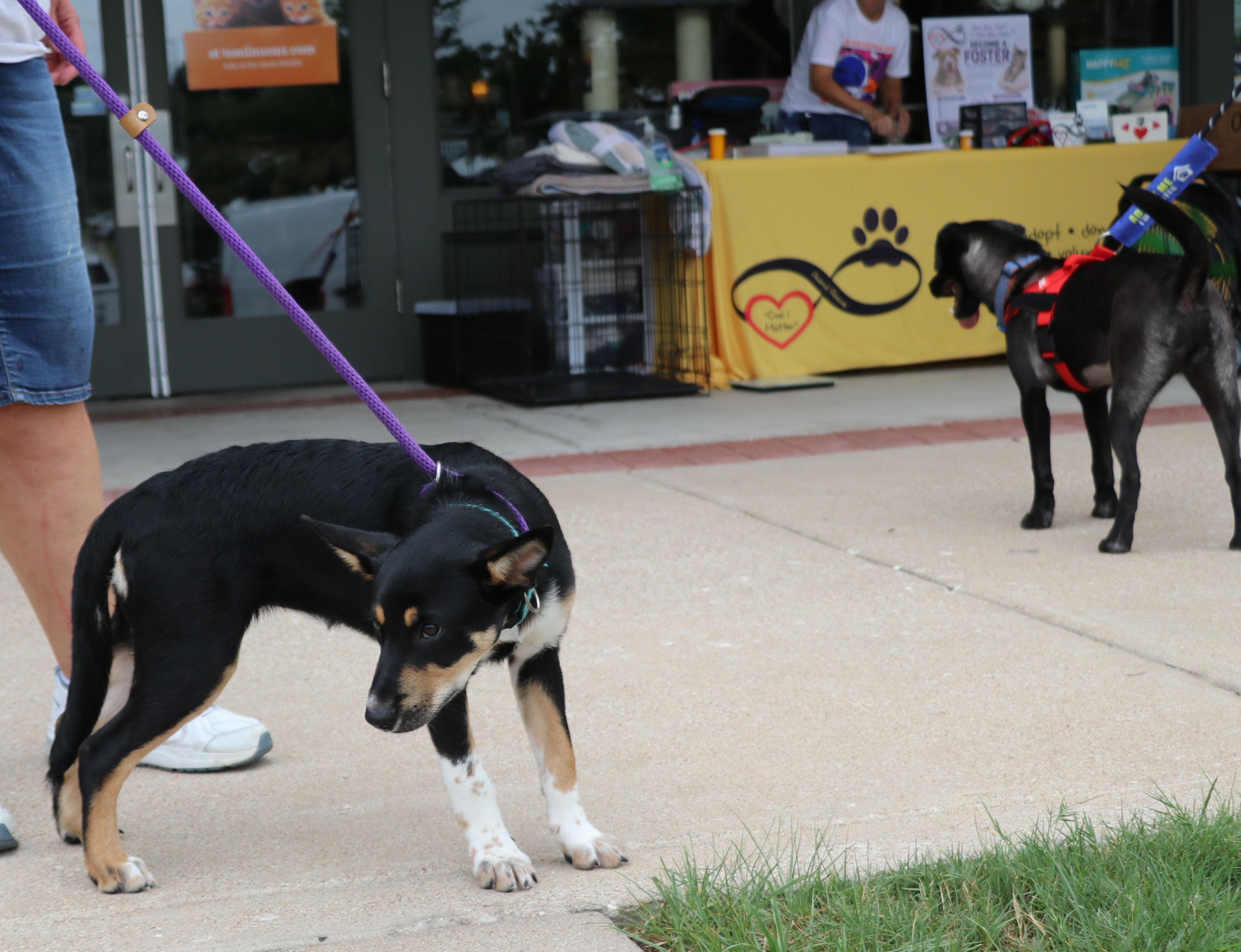 Enlarge Bliss, a Adopted mixed breed in Pflugerville, TX image 4/6