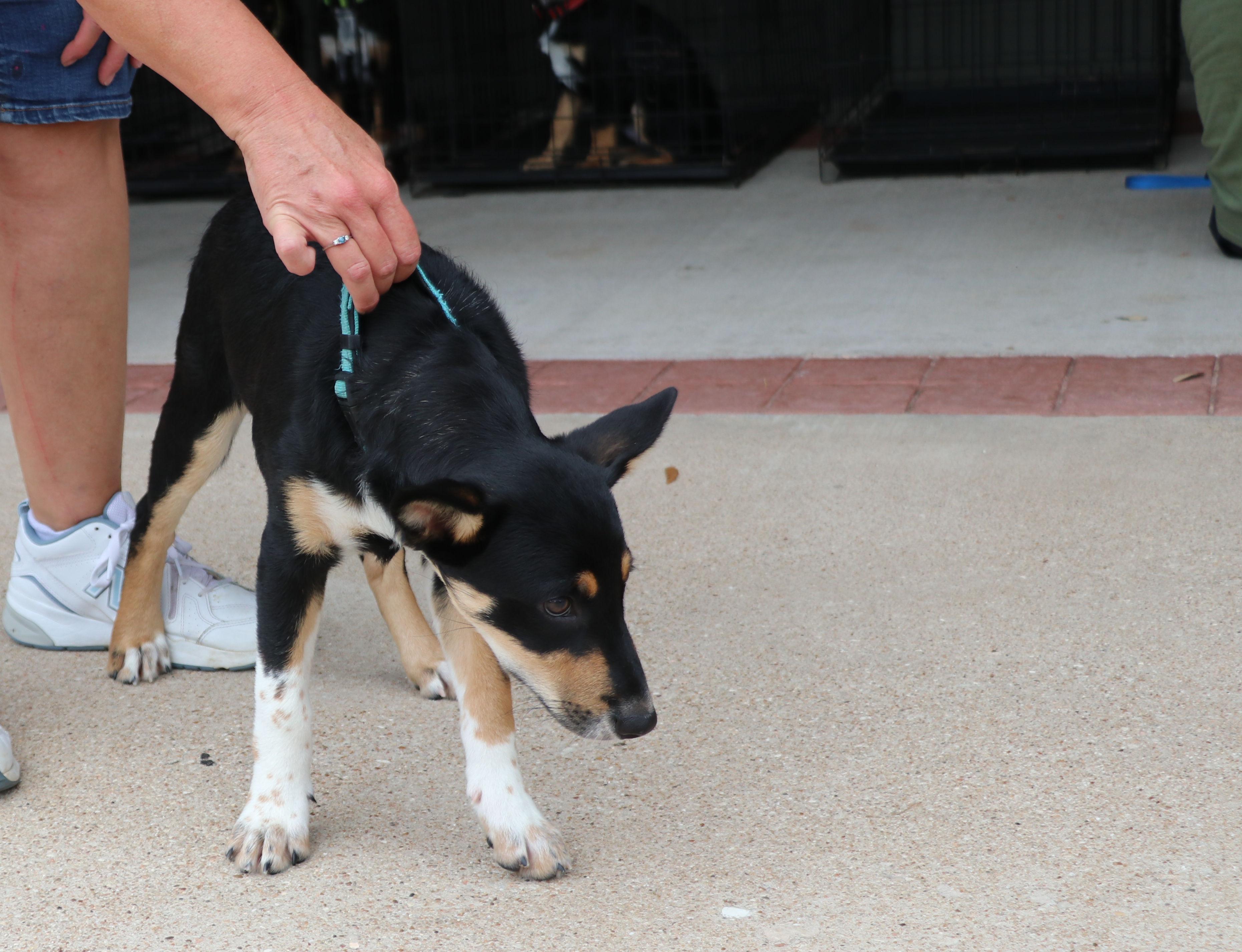 Enlarge Bliss, a Adopted mixed breed in Pflugerville, TX image 6/6
