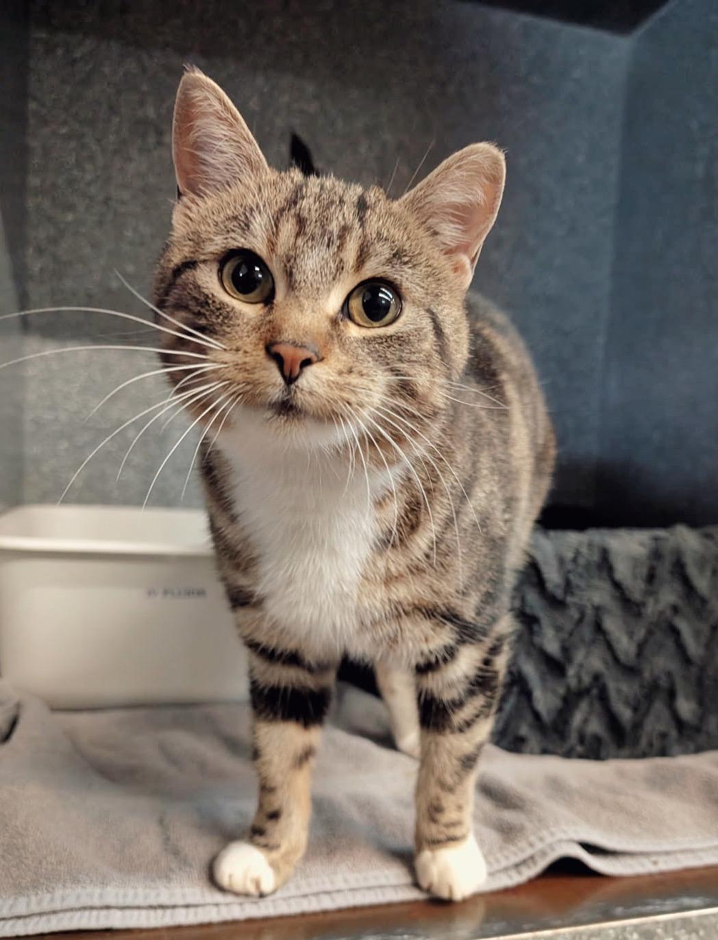 Enlarge Squeaky, a Adoptable Domestic Short Hair in Peace River, AB image 1/1