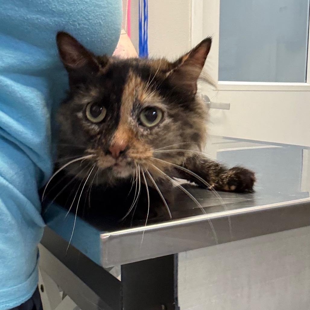 Tina, Adoptable, Adult Female Domestic Long Hair.