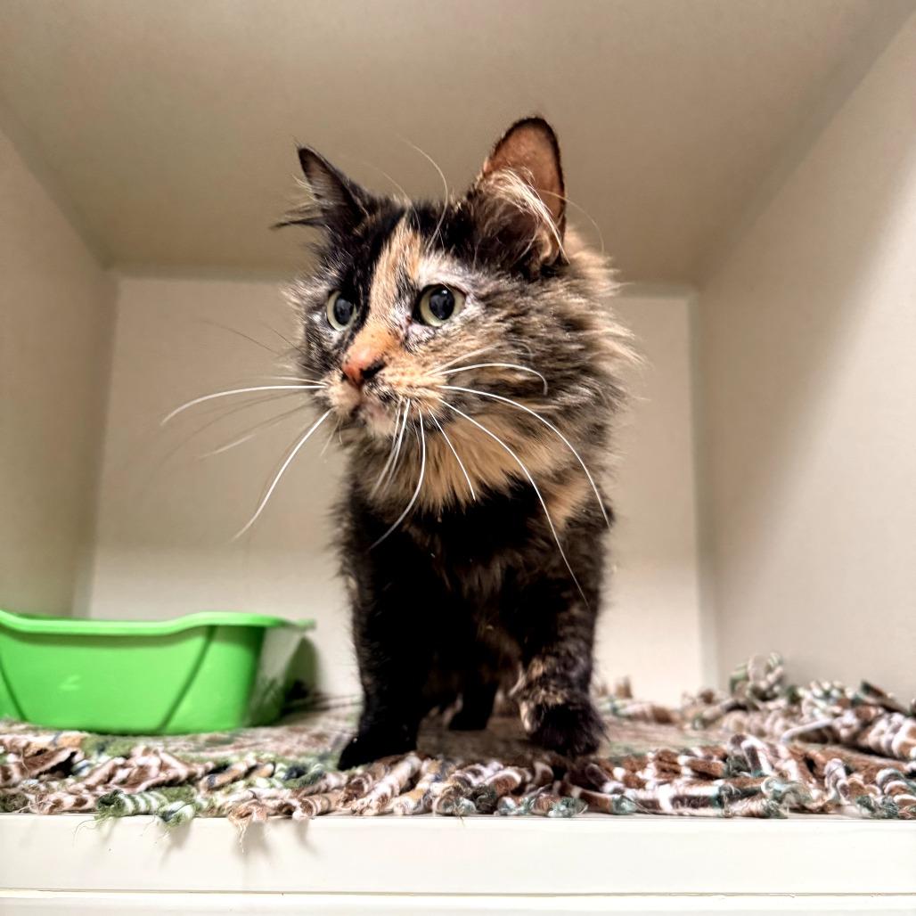 Enlarge Tina, a Adoptable Domestic Long Hair in Great Falls, MT image 2/2
