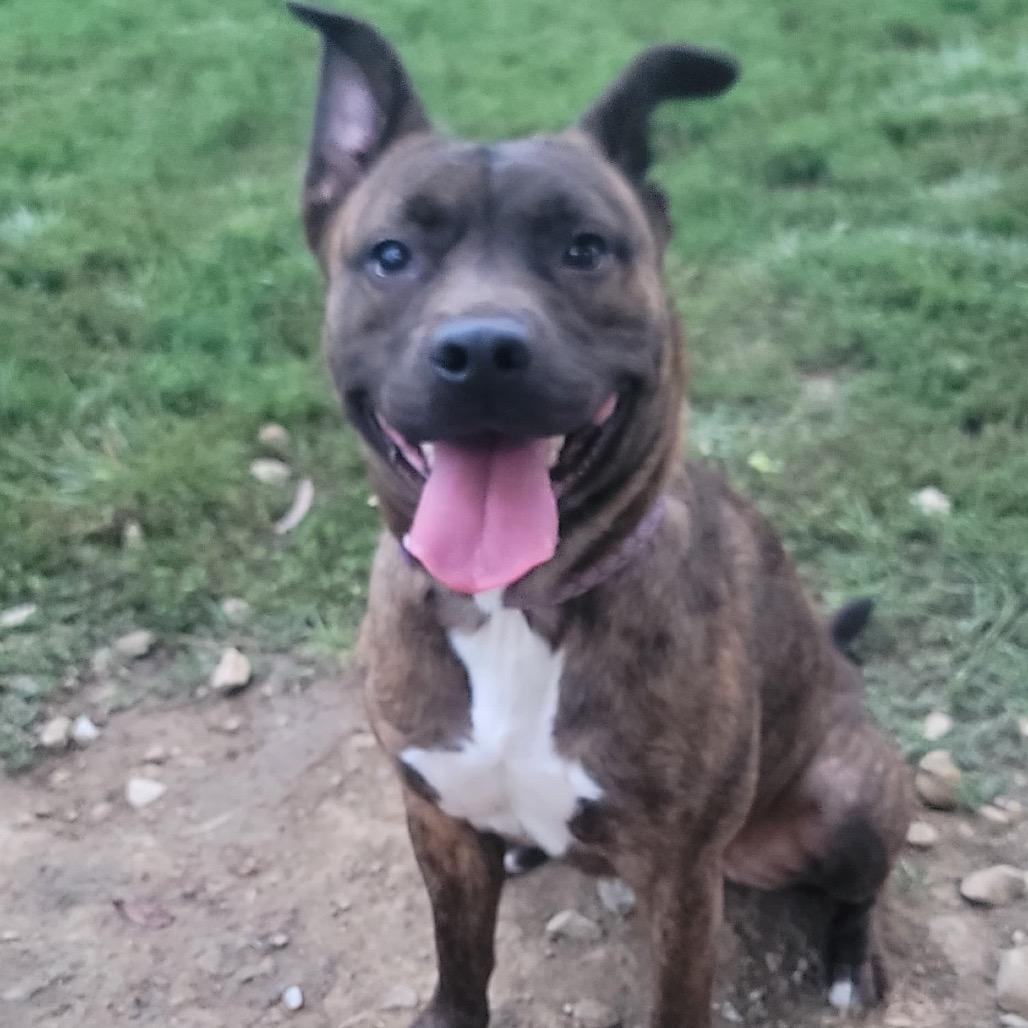 Hazel, Adoptable, Adult Female American Staffordshire Terrier.