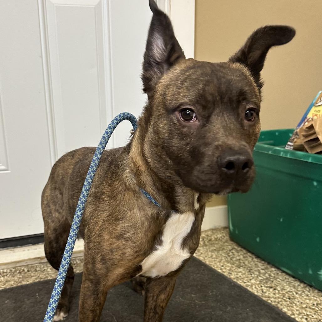 Hazel, a Adoptable American Staffordshire Terrier in Sparks, NV image 3/6