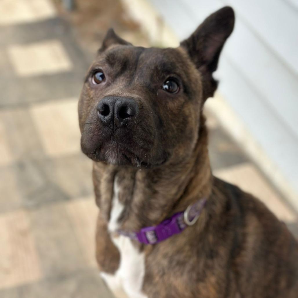 Hazel, a Adoptable American Staffordshire Terrier in Sparks, NV image 4/6