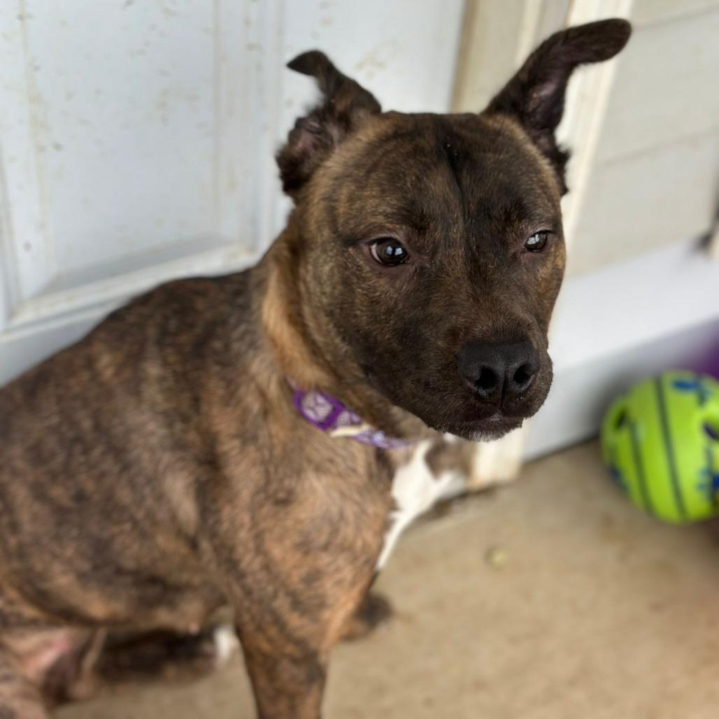 Hazel, a Adoptable American Staffordshire Terrier in Sparks, NV image 5/6