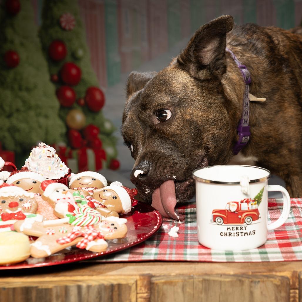 Hazel, a Adoptable American Staffordshire Terrier in Sparks, NV image 6/6
