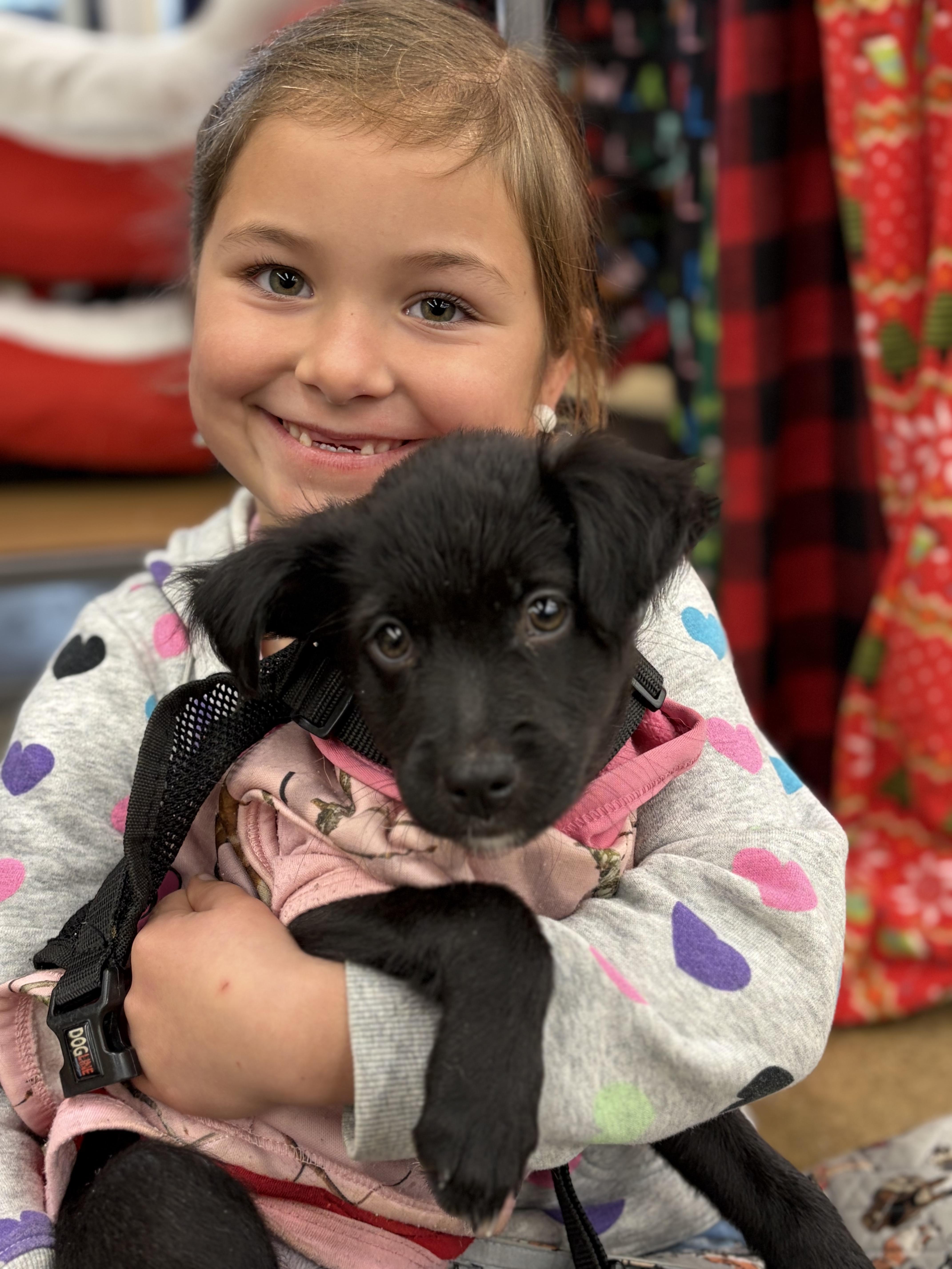Jimmy, Adoptable, Puppy Male Spaniel.