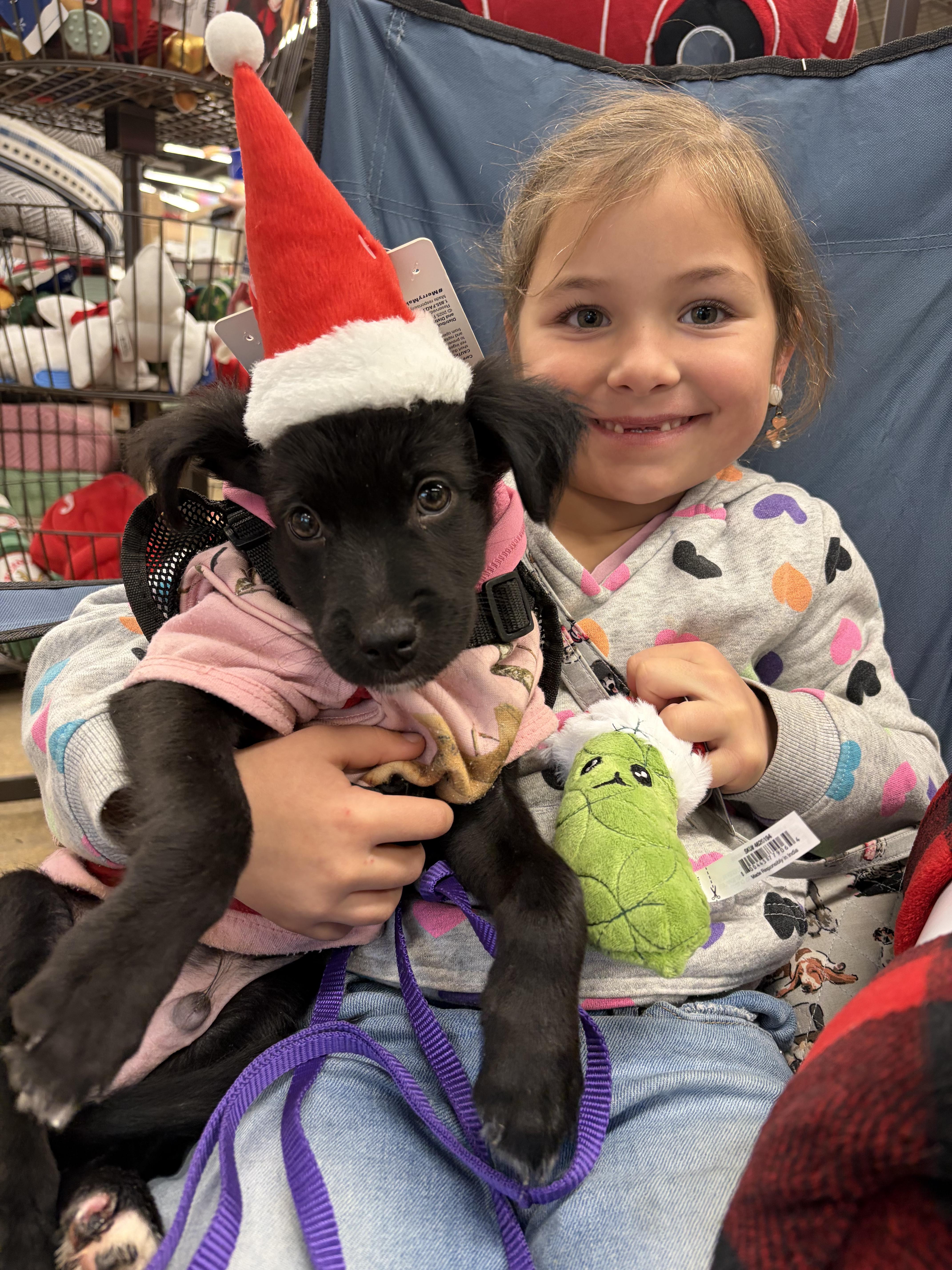 Jimmy, a Adoptable mixed breed in New York, NY image 3/5