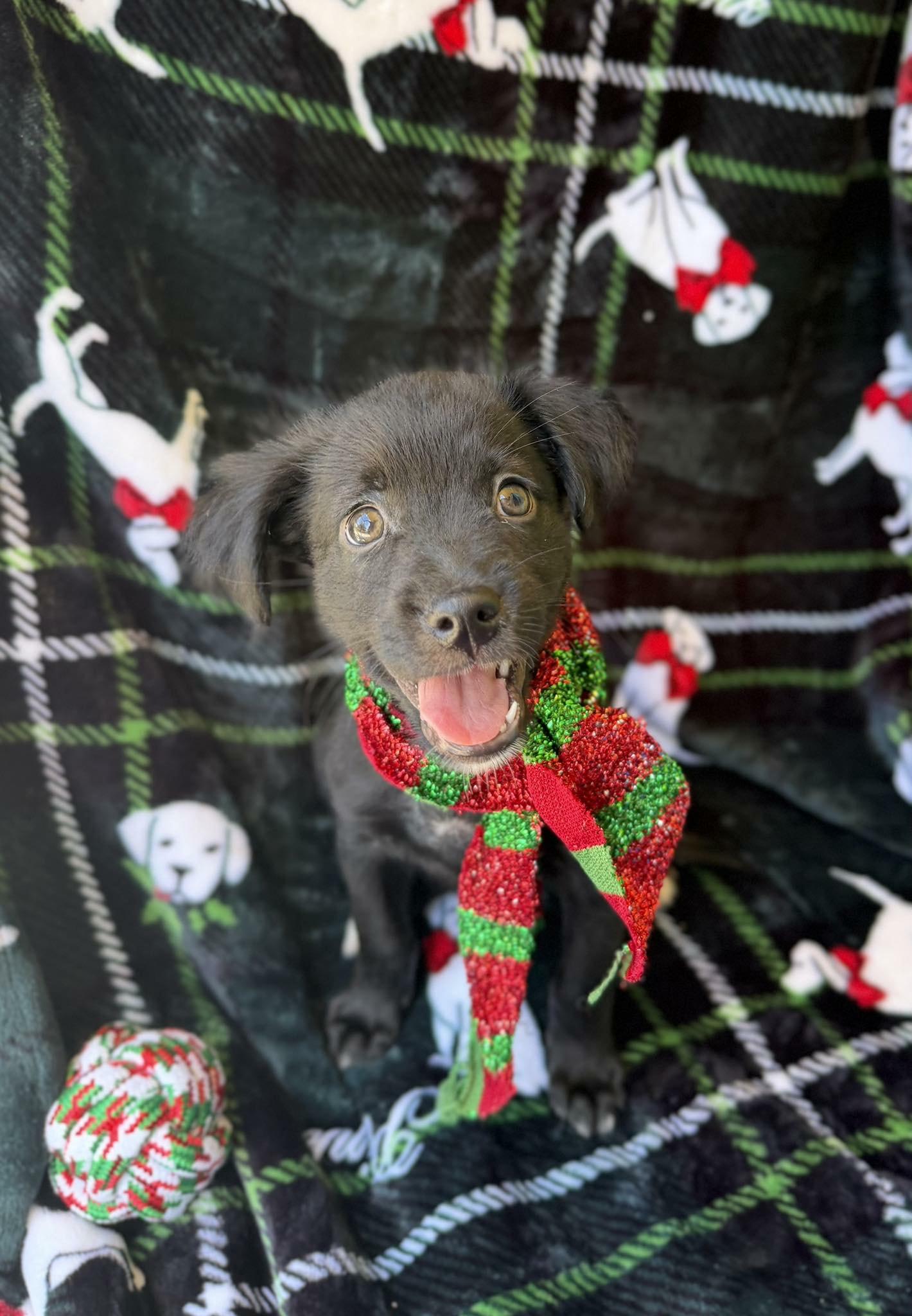 Jimmy, a Adoptable mixed breed in New York, NY image 4/5