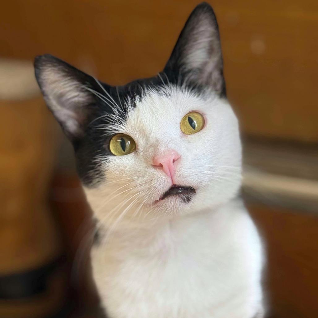 Stuart (FIV+, bonded with Mercury)