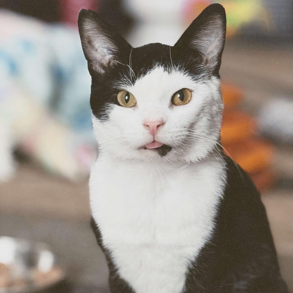 Stuart (FIV+, bonded with Mercury), a Adoptable Domestic Short Hair in Sun Prairie , WI image 5/6