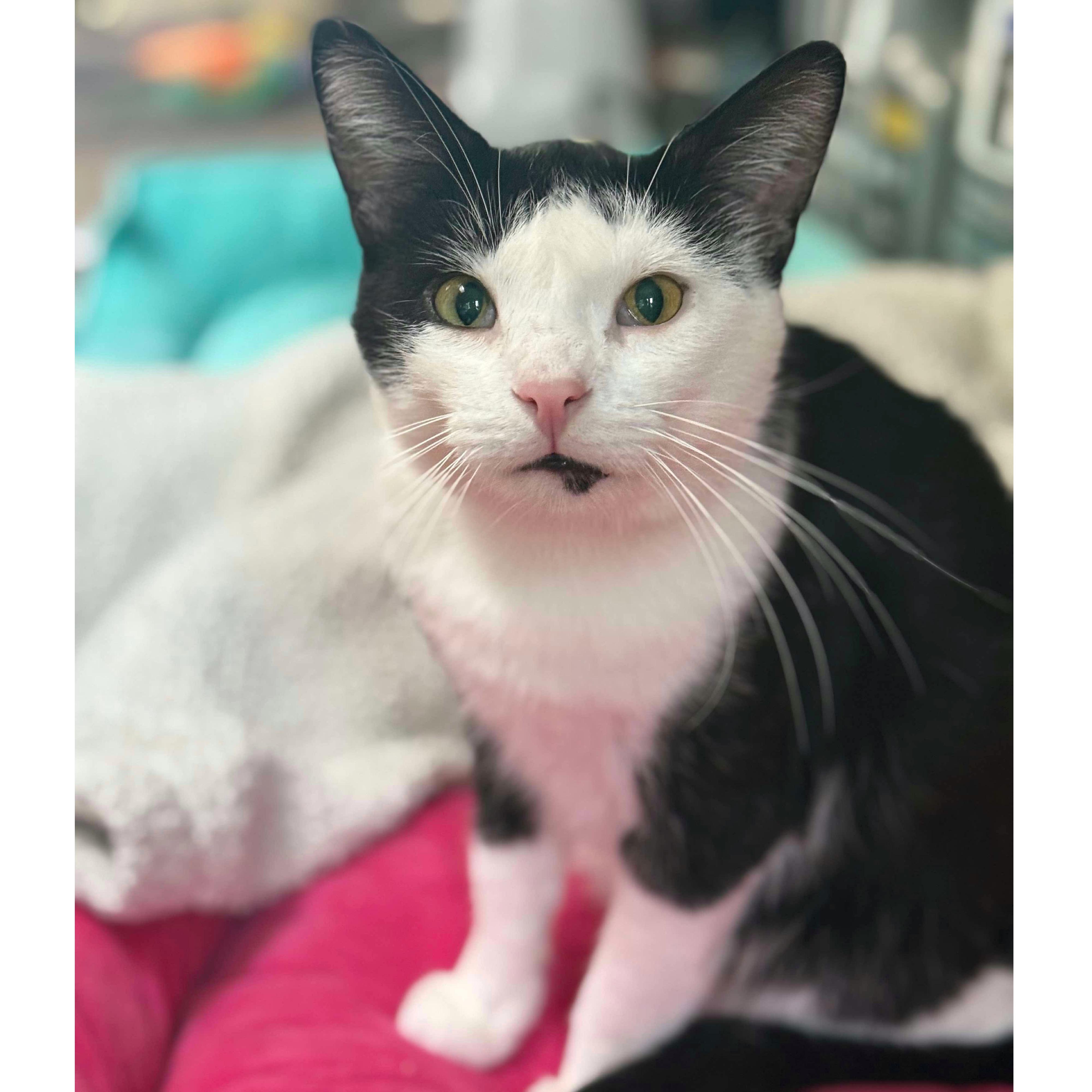 Stuart (FIV+, bonded with Mercury), a Adoptable Domestic Short Hair in Sun Prairie , WI image 1/6