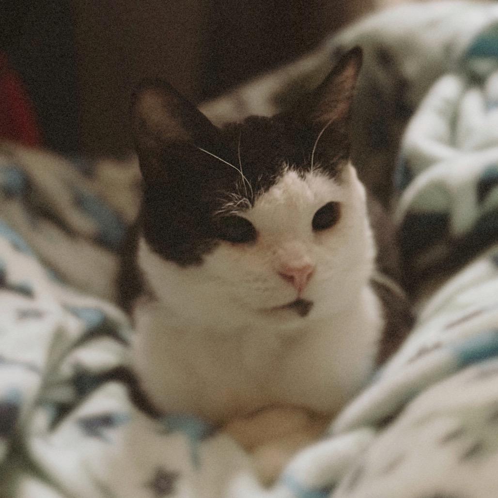 Stuart (FIV+, bonded with Mercury), a Adoptable Domestic Short Hair in Sun Prairie , WI image 6/6