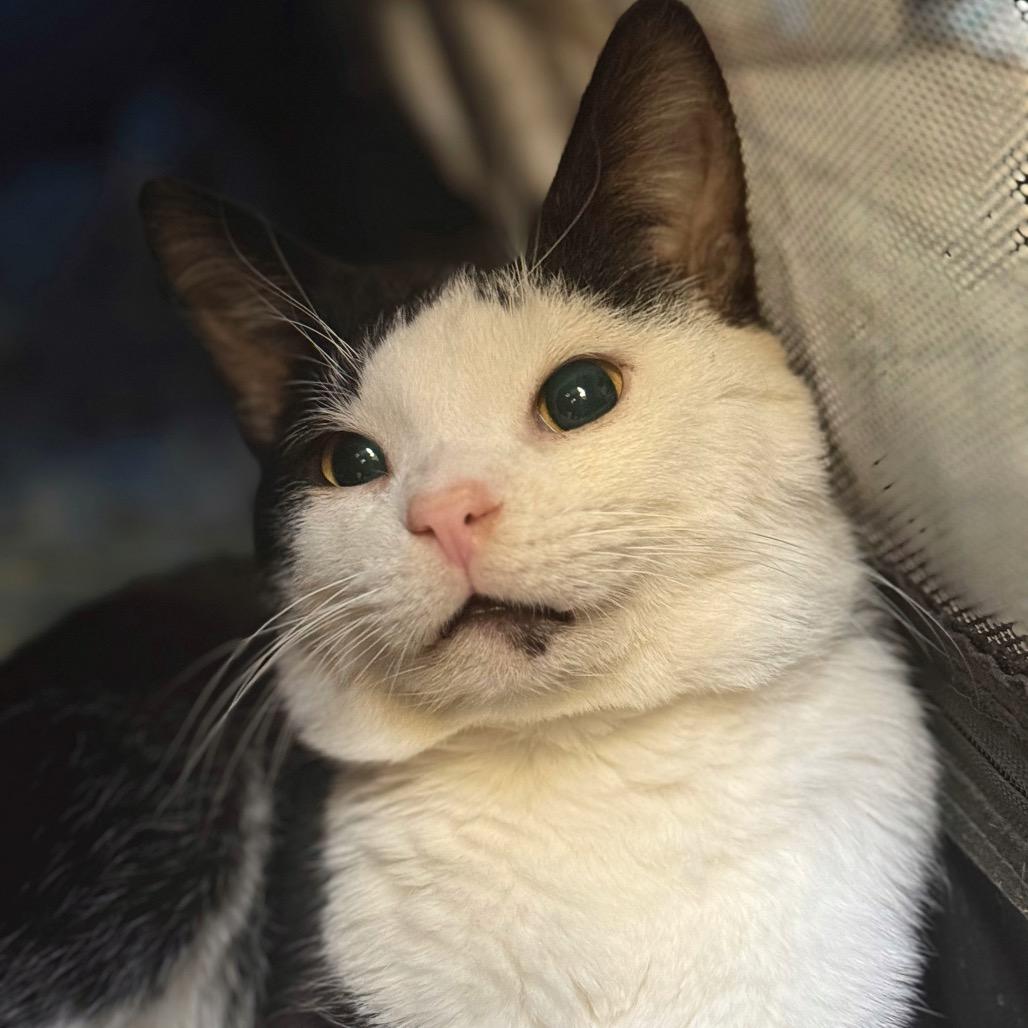 Stuart (FIV+, bonded with Mercury), a Adoptable Domestic Short Hair in Sun Prairie , WI image 4/6