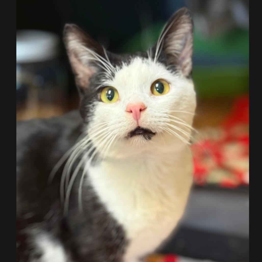 Stuart (FIV+, bonded with Mercury), a Adoptable Domestic Short Hair in Sun Prairie , WI image 3/6