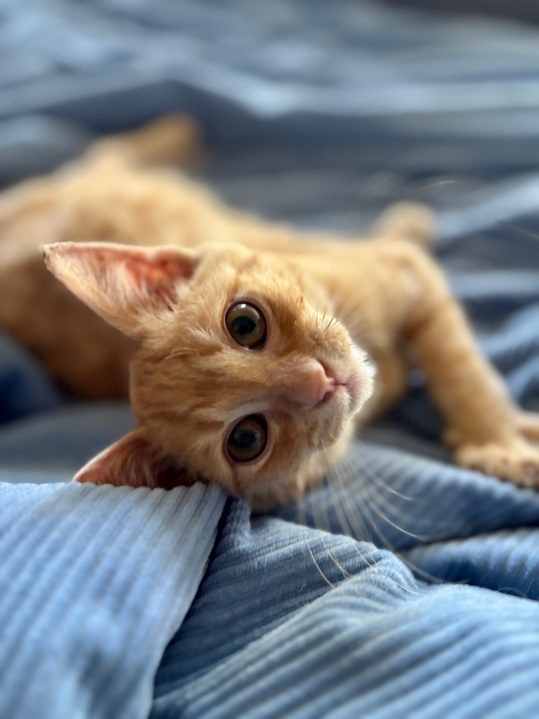 Timmy, Adoptable, Young Male Domestic Short Hair.